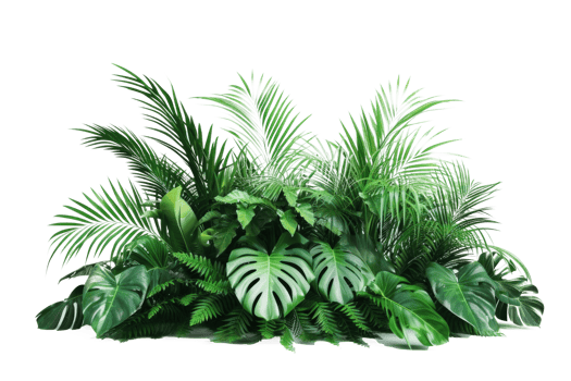 tropical plants on transparent background png