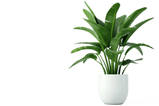 houseplant download on transparent background png