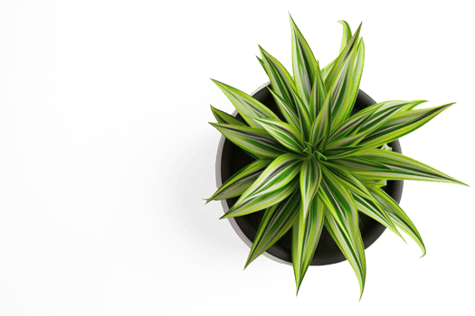 houseplant download on transparent background png