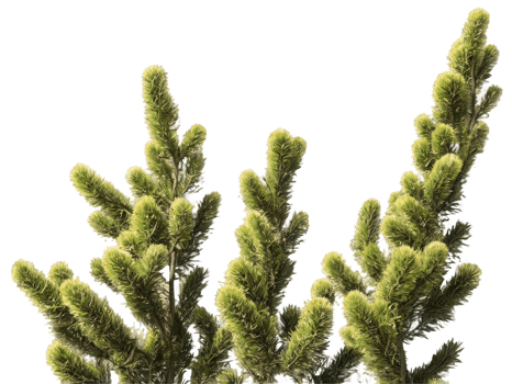3d illustration of Poa labillardier bush isolated on transparent background png