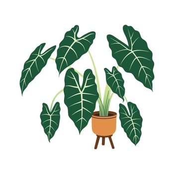 Alocasia houseplant in flower pot. Indoor potted plant on the floor in flowerpot. Trendy office and home plant for interior decoration. Flat flower illustration isolated on a white background. vector