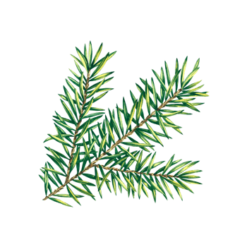 Christmas tree branch. Watercolor illustration. Isolate. For the design of postcards, packaging. png