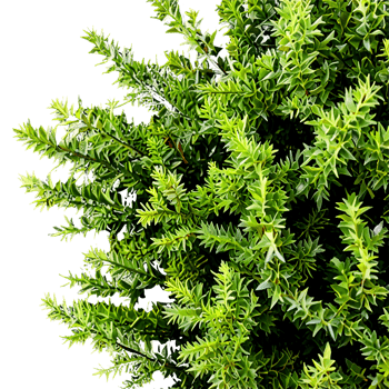 Shrubs isolated on transparent background png