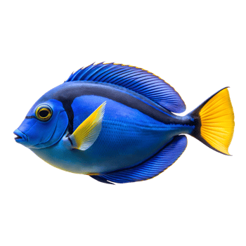 Blue Tang Surgeonfish isolated on a translucent background png