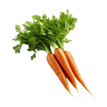 Fresh Carrots with Greens Isolated on Transparent Background. Concept of Organic Vegetables and Healthy Eating. png
