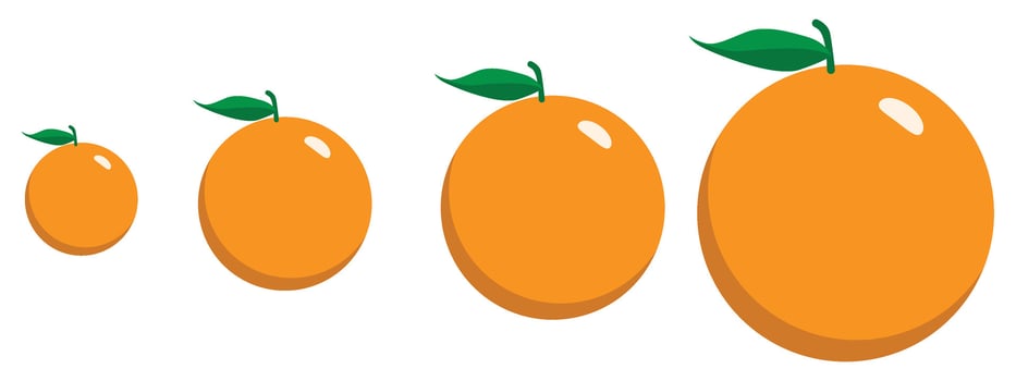 Orange fruits comparison size, flat design illustration. vector