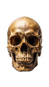 Realistic Human Skull on Transparent Background png