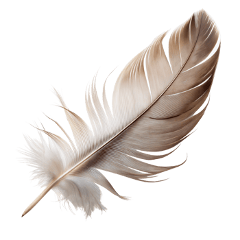 Brown Feather on Transparent Background png