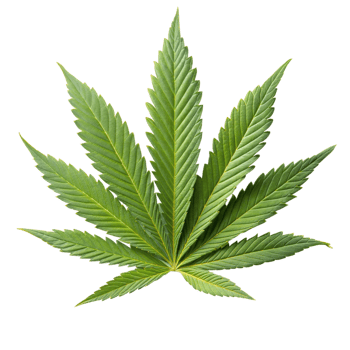 Green Cannabis Leaf on Transparent Background png