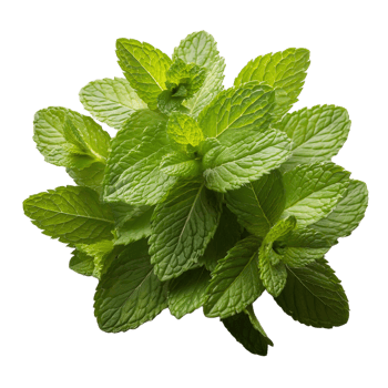 Vegetable Image Without Background Green Spearmint png