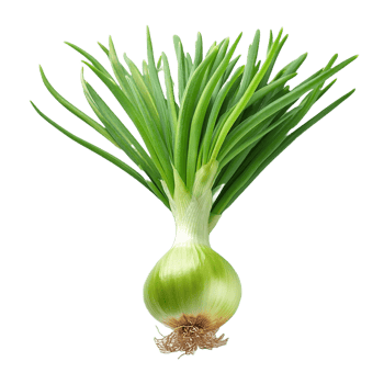 Vegetable Image Without Background Spring Onion png
