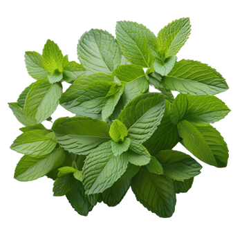 Vegetable Image Without Background Green Spearmint png