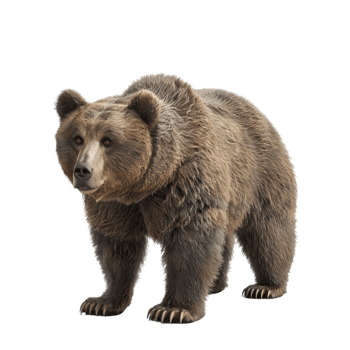 3d Brown Bear Domineering Looking Into The Distance on transparent Background Generative-AI png