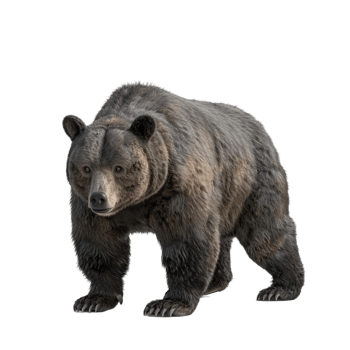 Bear Standing on transparent Background Generative-AI png