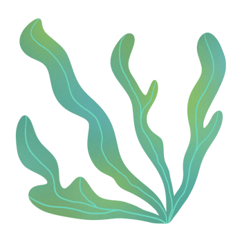 Kelp Seaweed Ornament png