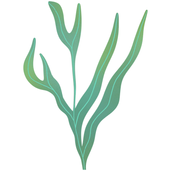 Kelp Seaweed Ornament png