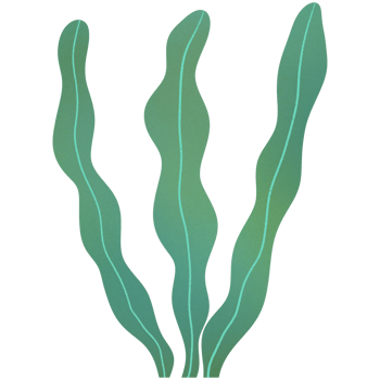 Kelp Seaweed Ornament png