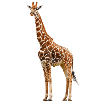 giraffe standing alone png