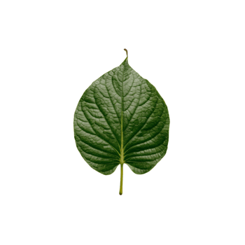 a green leaf on a white background png