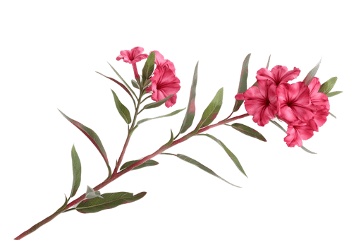 Pink Flowers with Green Leaves. Isolated on transparent background png