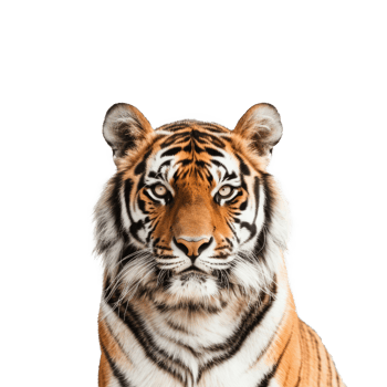 Portrait of Bengal tiger png