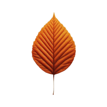 A Leaf Of Autumn Leaves Has An Orange Color on transparent background png