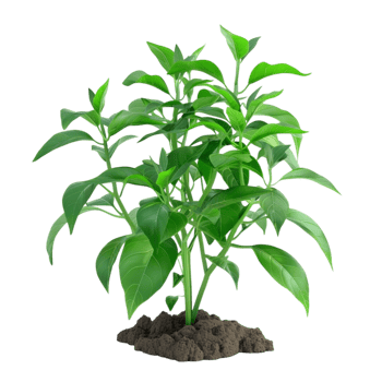 A Plant Sprouting From Soil Against Backdrop on transparent Background Generative-AI png
