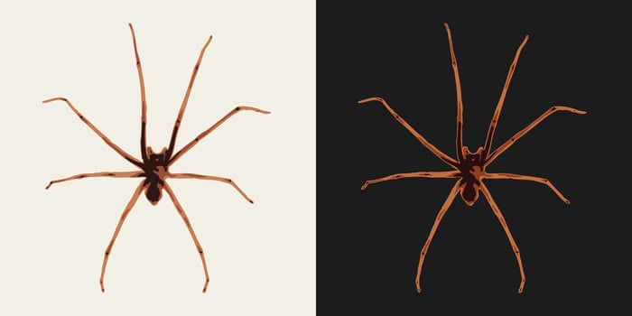Big spider with long thin legs. Top view. Single isolated colorful illustration. Image tracing, cleaned and simplified image. Realistic style. Not AI. vector