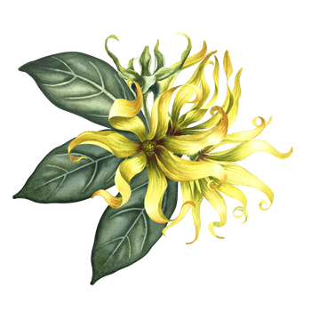 Kananga is fragrant. Ylang-ylang flowers. A bouquet of exotic fragrant yellow flowers with leaves. A hand-drawn watercolor illustration. A design element on an isolated background. png