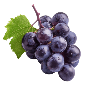 Close-up view of a bunch of black grapes with water droplets and a green leaf, highlighting their freshness and natural appeal. png