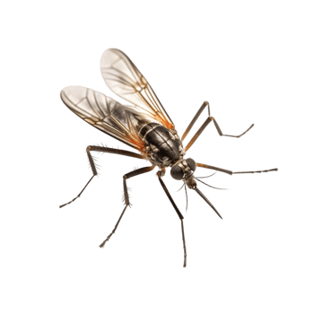 Close-Up of a Mosquito png