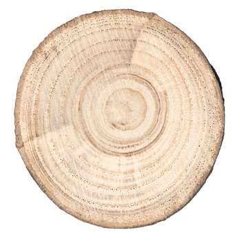 Wood slice cross section cut out png