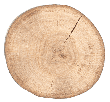 Wood slice cross section cut out png