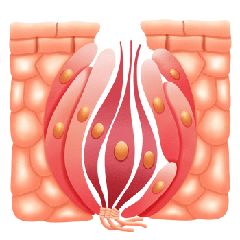 Structure of teste bud illustration by hand drawn png