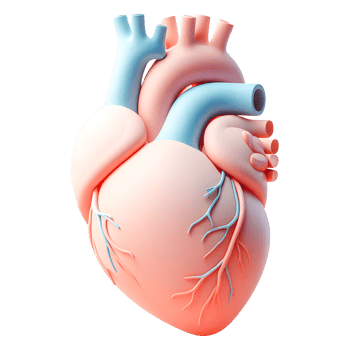 Cartoon human heart png