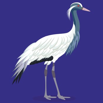 Demoiselle crane cartoon bird vector