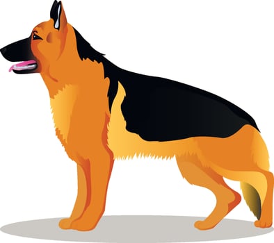 German shepherd illustration vector