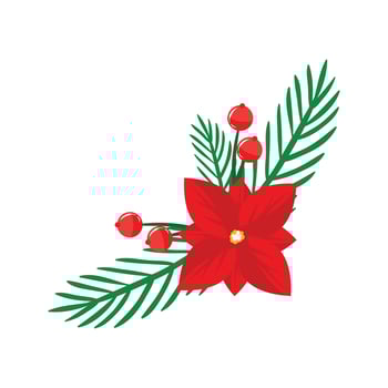 Hand drawn Christmas poinsettia with leaves isolated on white background vector