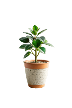 Plant isolated on a transparent background png
