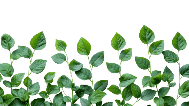 Al generated green leaves isolated on transparent background png