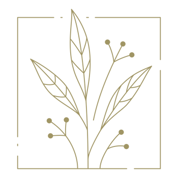 Branch with berries in square frame line art design element png