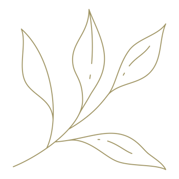 Minimalist branch with leaves line art design element png