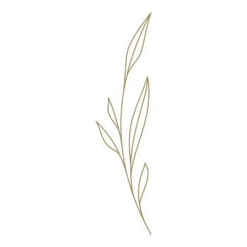 Minimalist branch with leaves line art design element png