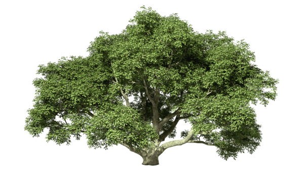 Big tree jungle isolated transparent backgrounds 3d render png