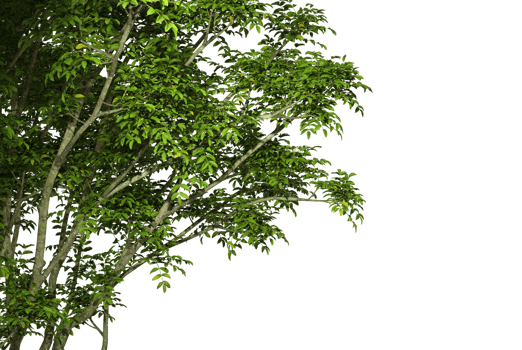 Isolate greenery tree leaves branches realistic on transparent backgrounds 3d render png