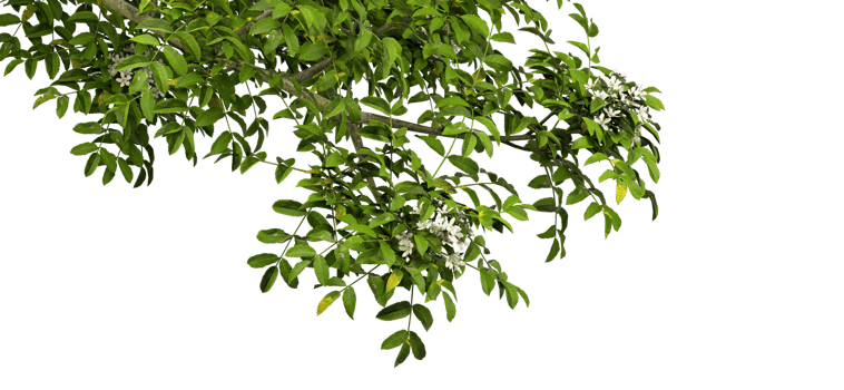 Isolate realistic tree branches greenery leaves on transparent backgrounds 3d render png