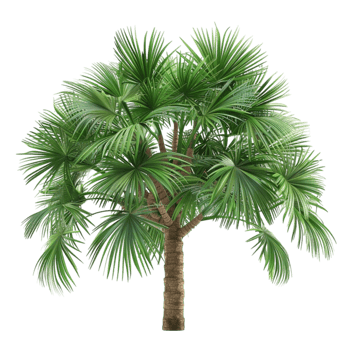 Green Leaf Tree and Palm png