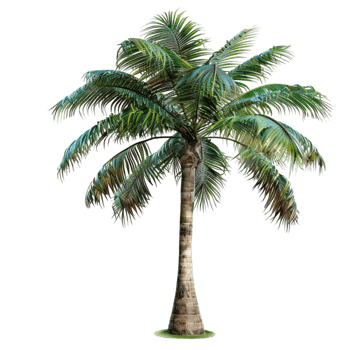 A palm tree png