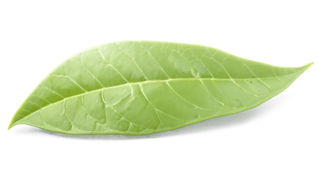 Green tea leaf isolated on transparent background png