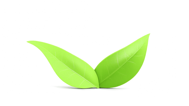 Green tea leaf isolated on transparent background png
